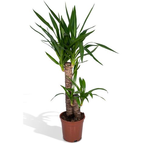 Yucca Elephantipes Plante d'Intérieur Verte Ø17 cm Hauteur 85 cm Yucca à Pied d'Éléphant - PANGIVO (1/5)