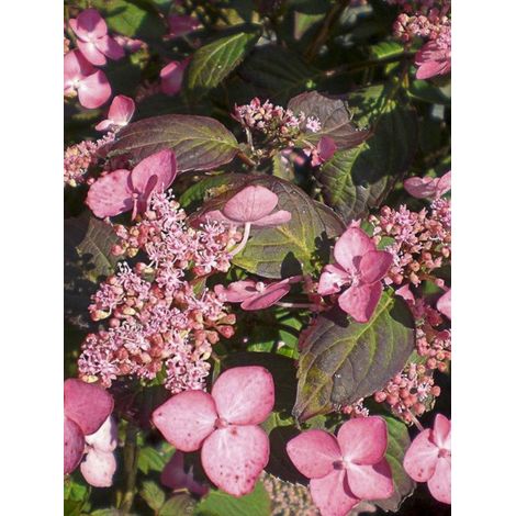 Hortensia 'Avelroz' Pot de 2L/3L, 5/6 branches (1/3)
