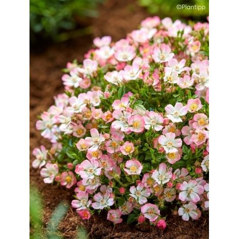 Rosier miniature 'Cutie Pie' Godet de 8/9 cm (1/5)