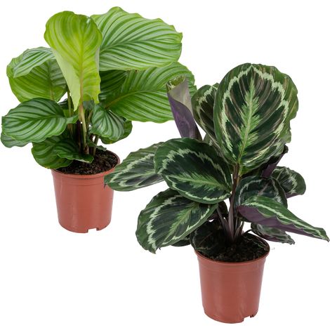 Bloomique - Lot de 2 Calathea - Medallion et Orbifolia - Plantes paon - Dépolluantes - Sans danger pour les animaux - Hauteur 40-50 cm - Pot 14 cm