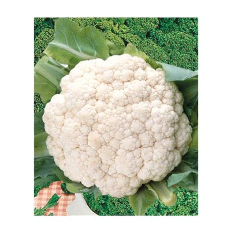 CHOU FLEUR CHAMBORD HF1 - 75 GRAINES