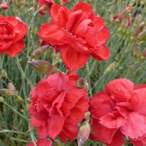 4 x Œillet mignardise - Dianthus plumarius 'Heidi' - godet 9x9 (1/4)