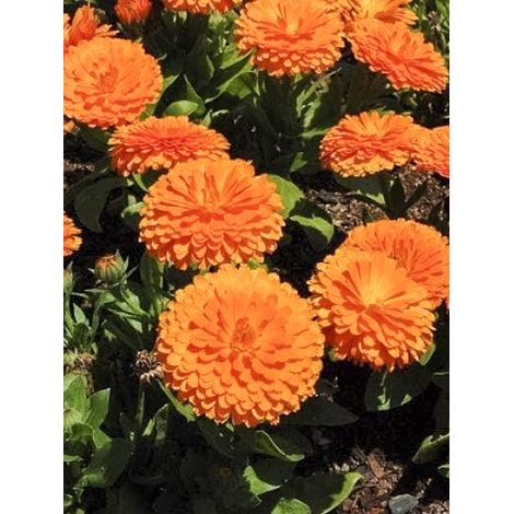 Souci des jardins 'Ball's Orange' le sachet de 300 graines (2,5g) (1/2)