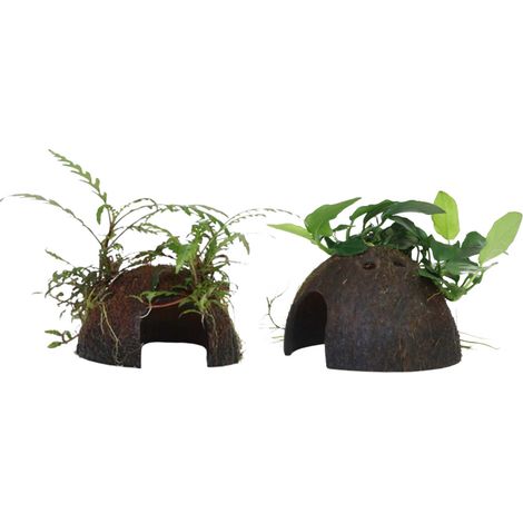 Aquarium Pflanze auf Kokosnussschale Tropica Nr.509 YCS 510 YCS Set Mix