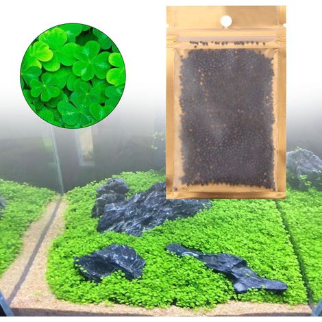 10 g de graines de plantes aquatiques vivantes à croissance facile pour aquarium (Herbe en forme de cœur) (1/4)