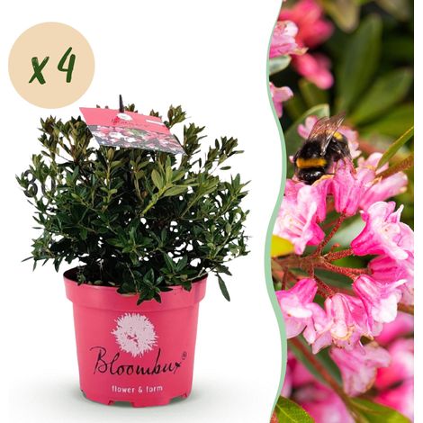 Rhododendron Magenta Arbuste Persistant Haie et Bordure Fleurs Roses Lot de 4 Pots 17cm - PANGIVO (1/5)
