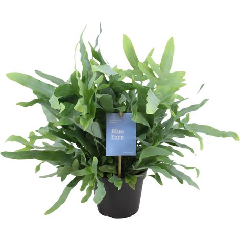 Fougère Phlebodium Aureum Polypode Doré - Plante d'Intérieur Décorative - Ø14 cm - 40 cm - PANGIVO (1/5)