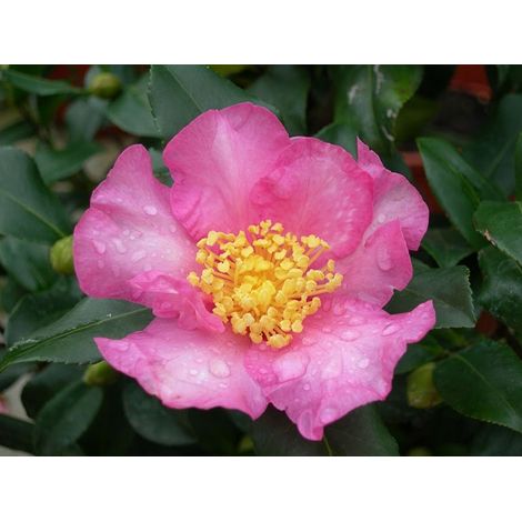 CAMELIA SASANQUA CLEOPATRA VASO 21CM