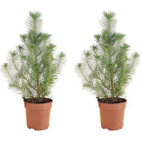 Bloomique - Lot de 2 - Pinus Pinea Silver Crest - Pin parasol - Pin - Sapin - Pour intérieur et extérieur - Rustique - Persistant - 20-30 cm de hauteur - Pot de 10,5 cm