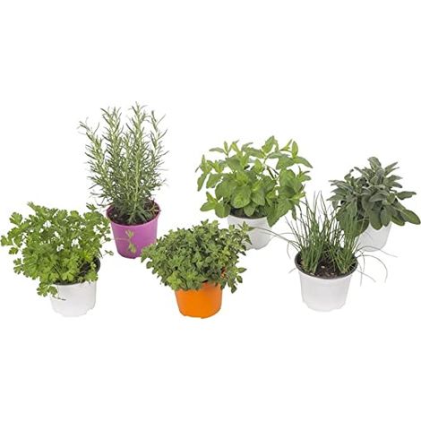 Vivaio Garden Forest – Pack de 6 plantes aromatiques en pot 14cm – Variétés : romarin, menthe, basilic, origan – Pour cuisine et jardinage