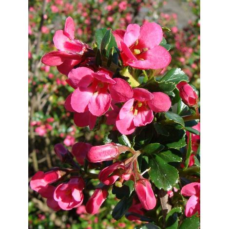 Escallonia 'Pride Of Donard' Pot de 2L/3L (1/2)