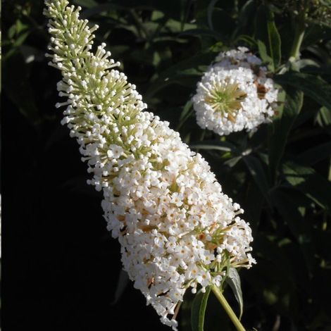 Arbre aux papillons blanc White Profusion, Buddleia/Pot de 4L - 40/60 cm