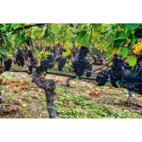 Filet anti-oiseaux 4m x 10m – Protection des arbres fruitiers et légumes – Résistant aux UV et à la corrosion – Installation facile