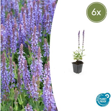 Lot de 6 Sauges des bois Salvia nemorosa 'Caradonna' Fleurs Violettes Pot Ø 9 cm H 10-25 cm - PANGIVO (1/5)