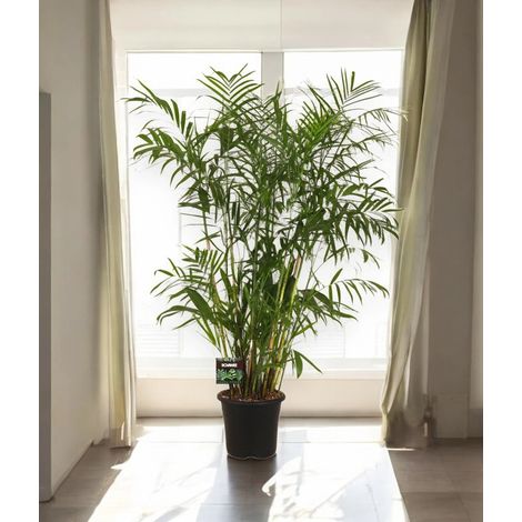 Gardenaria Chamaedorea seifrizii - Pianta da interno ornamentale - Altezza: 140 cm (vaso 24)
