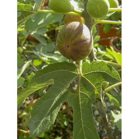 Figuier 'Osborn's Prolific' Pot de 4L/5L (1/4)