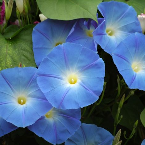 Semi per Prato Universale Ipomea Grandiflora Sgaravatti Blu 10 Pezzi (1/2)