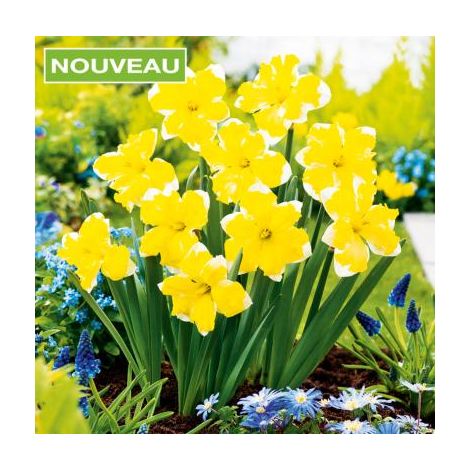 NARCISSE SWEET POMPONETTE- 5 BULBES