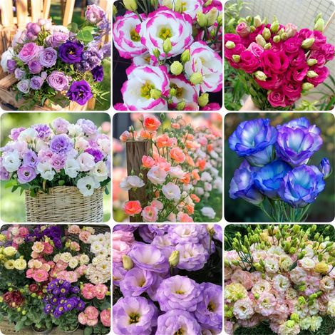 Lot de 1000 Graines de Lisianthus Multicolore – Eustoma Fleur Ornementale à Double Floraison, Idéal Jardin et Culture en Pot (1/5)