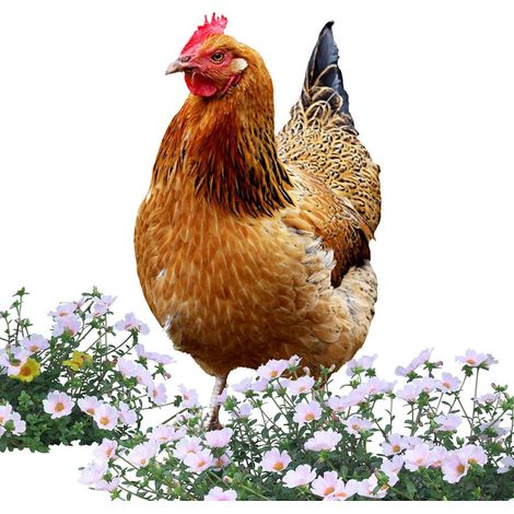Huhn Skulptur 2D Acryl Statue Wetterfeste Rasen Ornament