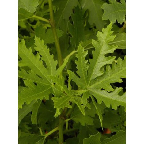 Figuier 'Ice Chrystal' Pot de 4L/5L, Scion