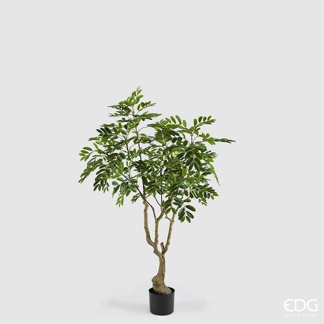 EDG Enzo De Gasperi Dalbergia Vogue con Vaso Pianta Artificiale H 180 Cm Verde (1/5)