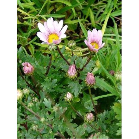 Chrysanthème 'Roseum' Godet de 8/9 cm (1/4)