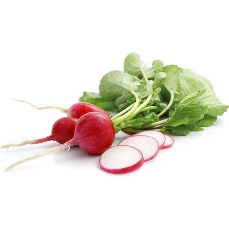 Semi di ravanello "champion"  piante per orto e giardino coltivazione domestica e professionale