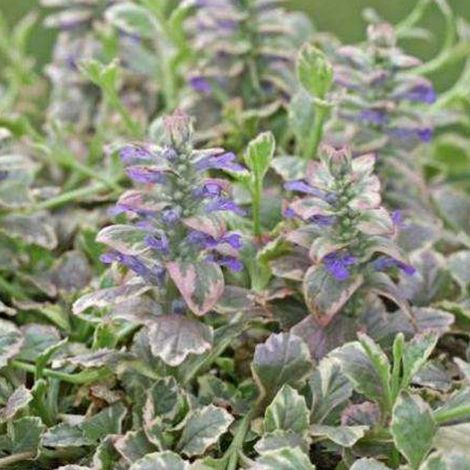 4 x Bugle rampant  - Ajuga reptans 'Burgundy Glow'  - godet 9x9 (1/4)