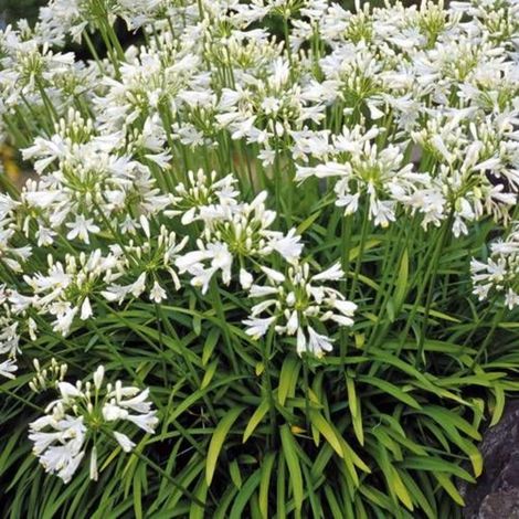 Agapanthe Getty White/Godet (1/3)