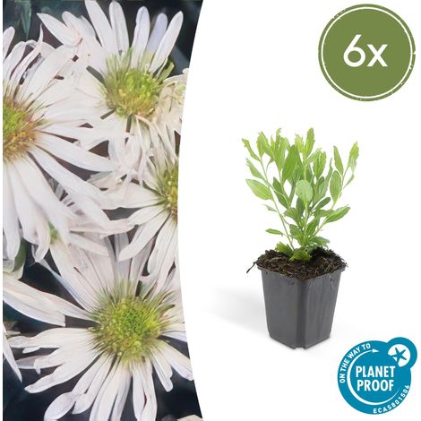 Lot de 6 Asters ageratoides 'Ashvi' - Plante Vivace à Fleurs Blanches - Pot Ø 9 cm - 10-25 cm - PANGIVO (1/5)