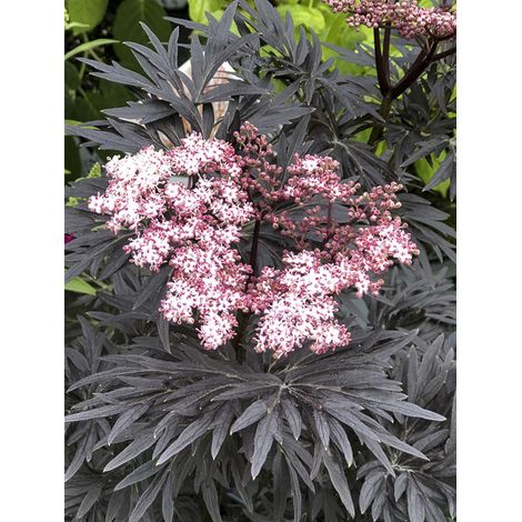 Sureau noir 'Straight Laced' Pot de 3L/4L