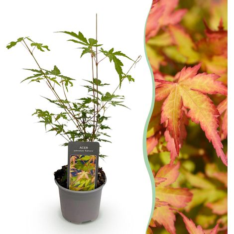 Érable du Japon Acer palmatum Sangokaku Arbuste Ornemental Vert Pot 12 cm Hauteur 35 cm - PANGIVO (1/5)