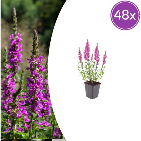 48x Lythrum salicaria - Salicaire Commune Vivace pour Bassins et Zones Humides - Rose - 10-25 cm - PANGIVO (1/5)