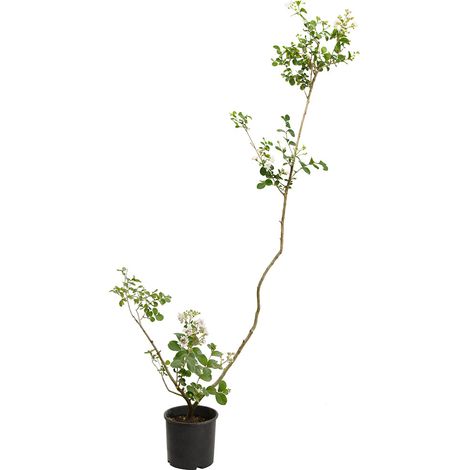 Lagerstroemia indica cv "Petit Snow" (fiore bianco) - lagerstroemia - vaso 18 cm (1/2)