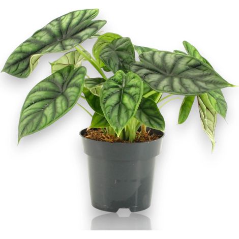 Gardenaria Alocasia 'Dragon scale' - Pianta da interno ornamentale - Altezza: 30 cm (vaso 14) (1/5)