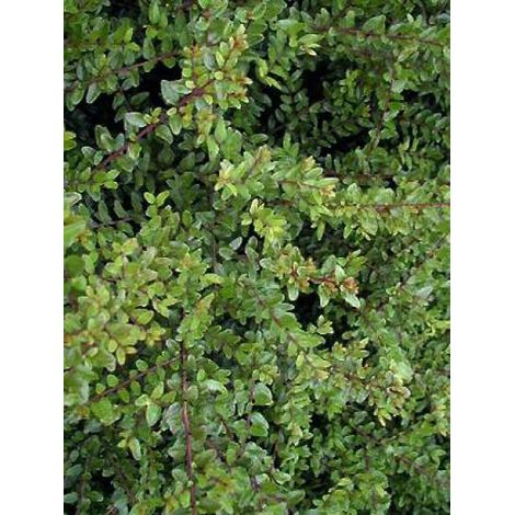 Chèvrefeuille à feuilles de buis 'Elegant' Pot de 1L/1,5L (1/2)
