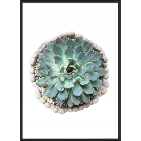 Bild Poster im Rahmen 53x73 cm Blume P1033 (1/4)