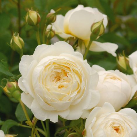 2 x Rosier anglais 'Claire Austin' - Rosa 'Claire Austin'®  - pot