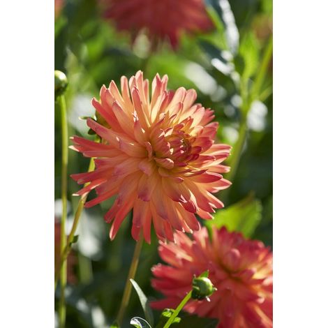 Dahlia Felida Solar Flare 1 pièce tubercules de dahlia (1/2)