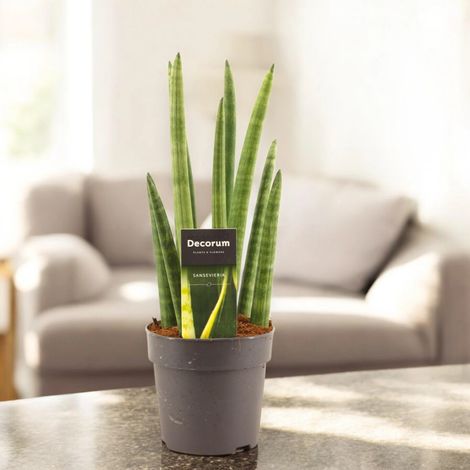 Gardenaria Sansevieria cylindrica 'Rocket' - Pianta da interno ornamentale - Altezza: 35 cm (vaso 12) (1/5)