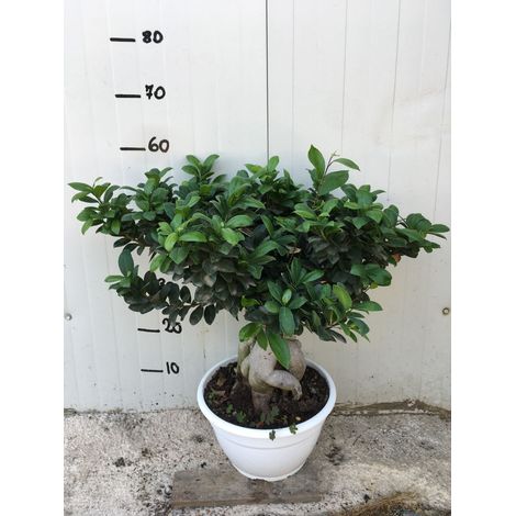 Vivaio Garden Forest – Bonsaï Ficus Ginseng 25cm – Tronc sinueux et racines aériennes – Plante d'intérieur lumineuse – Arrosage régulier