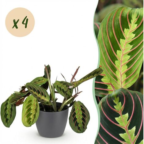 Lot de 4 Plantes d'Intérieur Maranta Fascinator Tricolour et Chlorophytum avec Pots Gris 12 cm - PANGIVO (1/5)