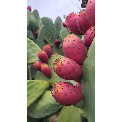 Opuntia Prickly Pear 1 talee/cuttings  rosa/pink edible
