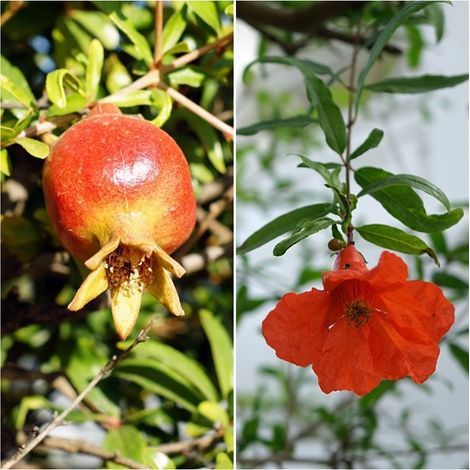 Semillas de Granado Enano. Punica Granatum Nana. 10 Gramos