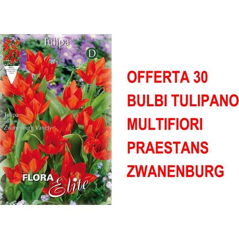 OFFERTA 30 BULBI TULIPANO MULTIFIORI PRAESTANS ZWANENBURG BULBI AUTUNNALI BULBS BULBES