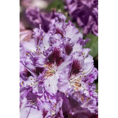 Rhododendron-Hybride 'Pfauenauge'® Rhododendron Hybr.'Pfauenauge' -R- C 5 30- 40 (1/5)