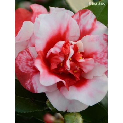 Camélia 'Midnight Variegated' Pot de 4L/5L (1/2)