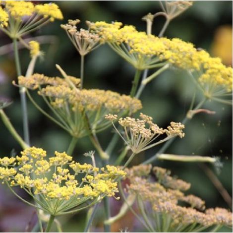 4 x Fenouil  - Foeniculum vulgare 'Giant Bronze'  - godet 9x9 cm