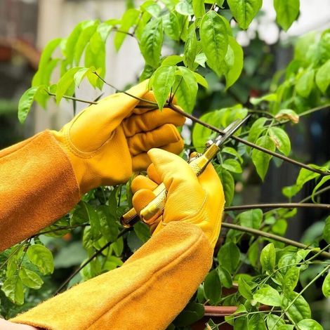 Gants de Jardinage en Cuir Protection contre les Épines, Taille M, Gants Solides et Confortables pour Travailler au Jardin (1/3)